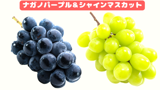 <Web割対象商品>【キングツアーバス旅】高級ぶどうW狩り食べ放題♪ぶどうの最高峰!希少なナガノパープル&シャインマスカット 筑波山ロープウェイ〔府中・調布発〕1